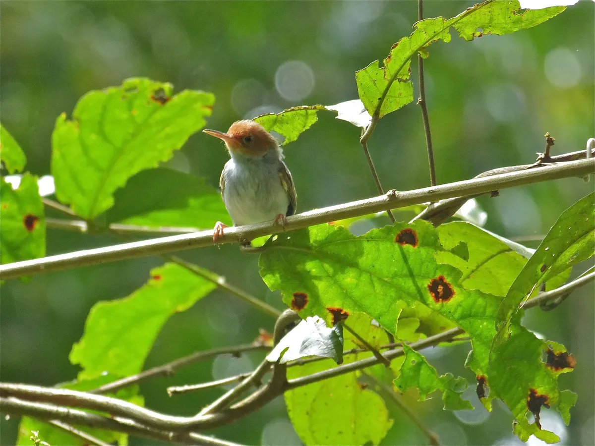 File:Ashy Tailorbird (Orthotomus ruficeps) (8077423015).jpg