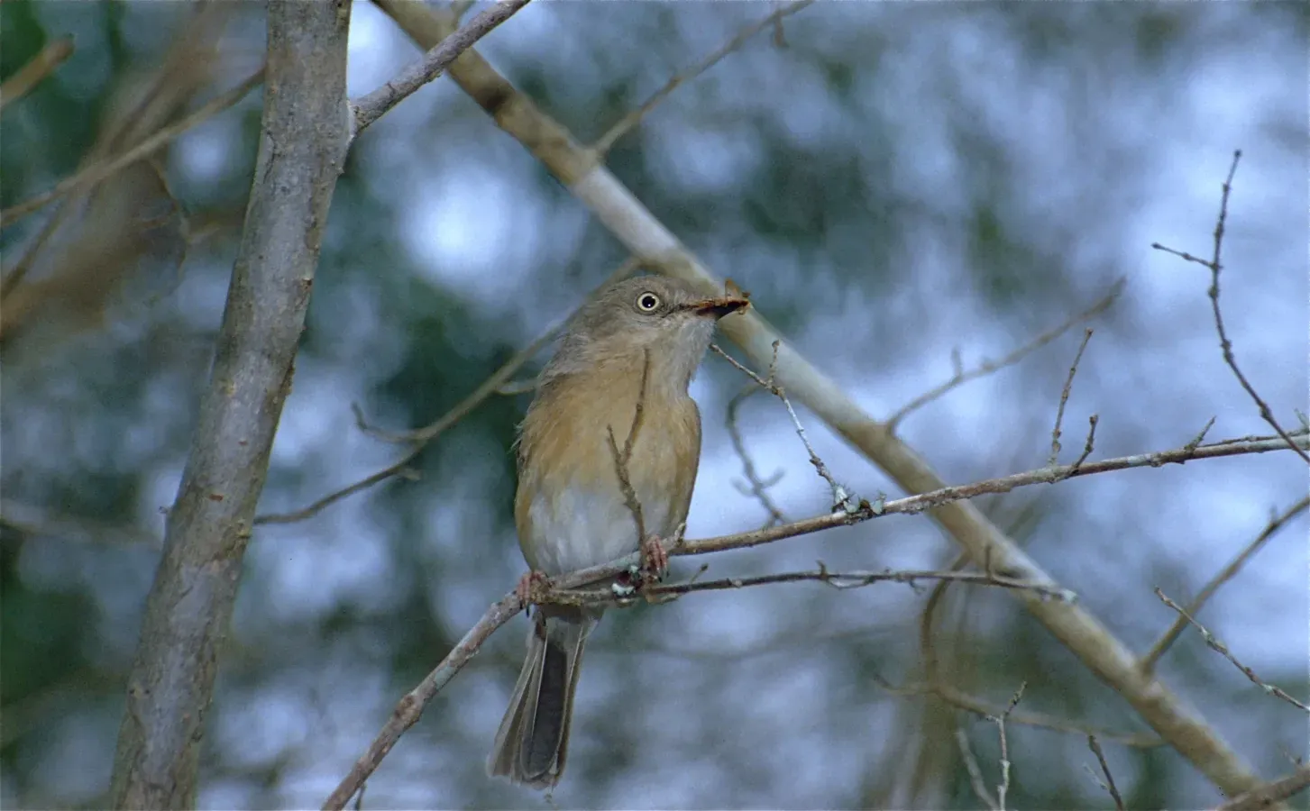 File:Common Newtonia (Newtonia brunneicauda) (9576924497).jpg