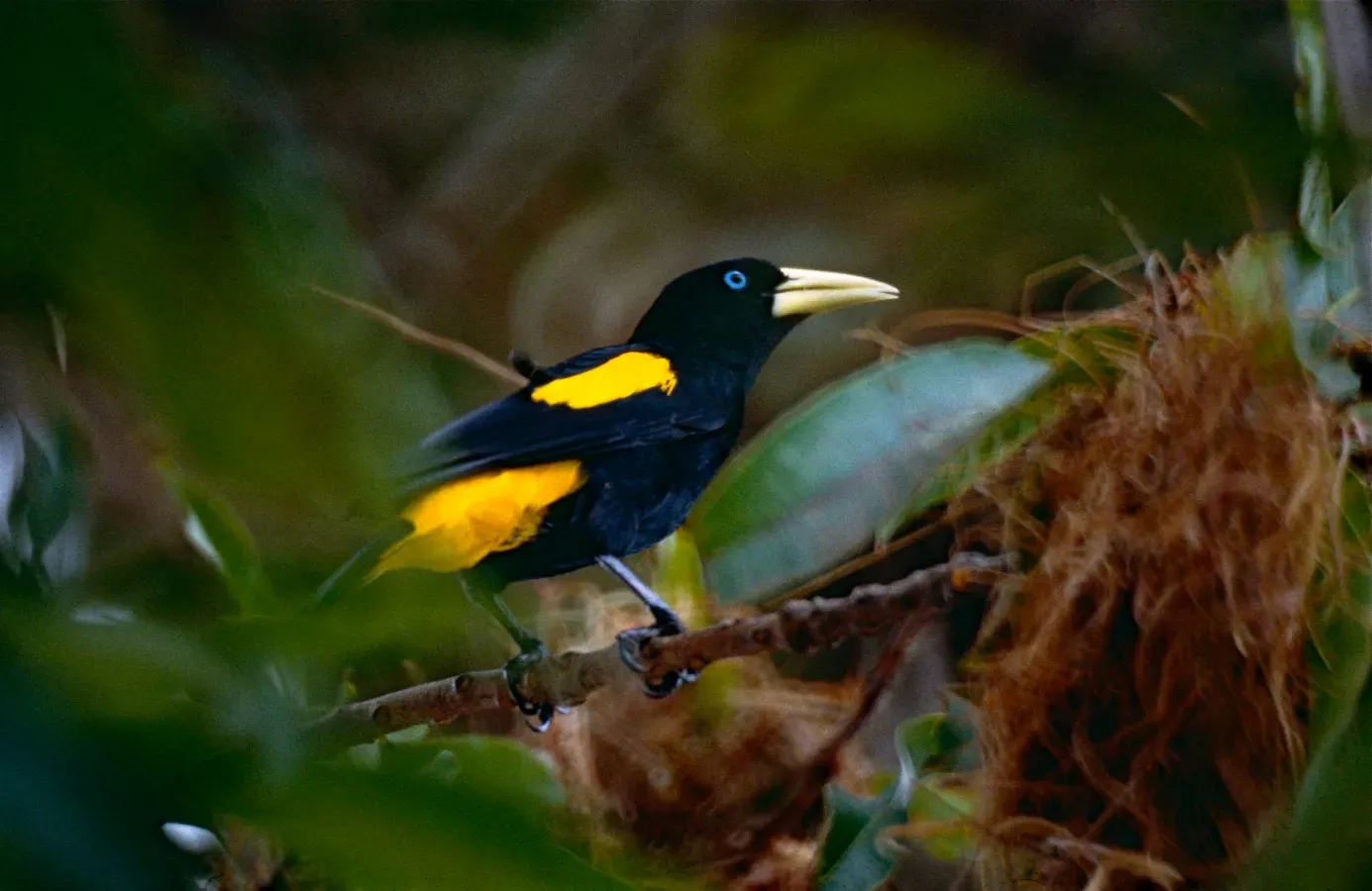 File:Yellow-rumped Cacique (Cacicus cela) (10624026074).jpg