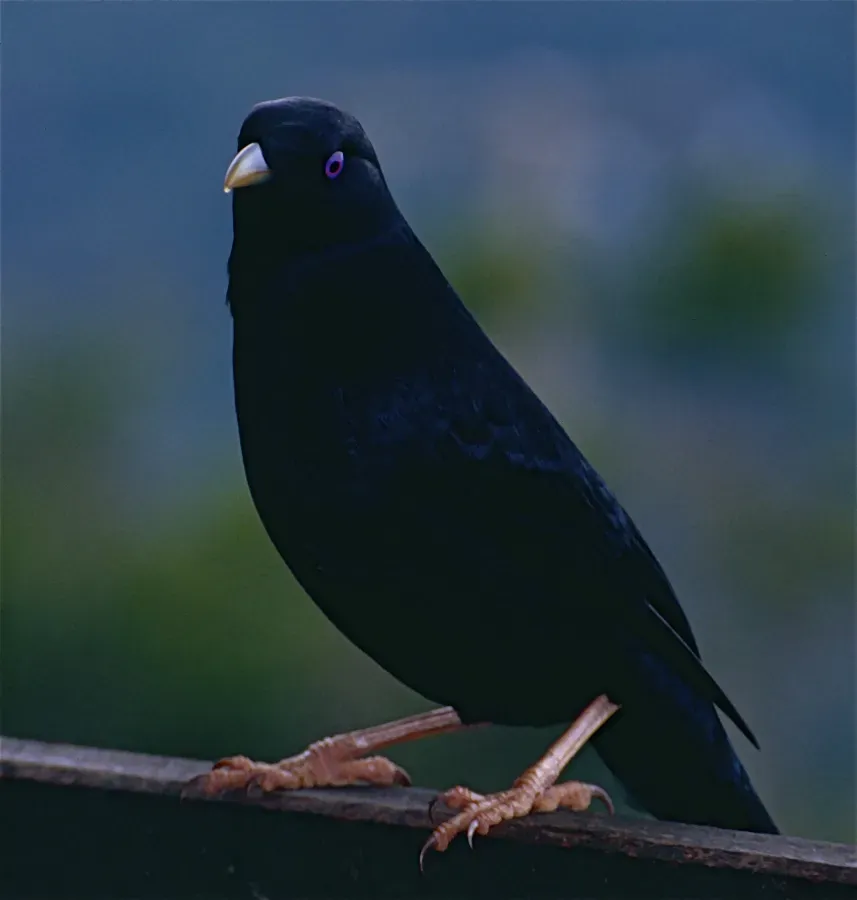 File:Satin Bowerbird (Ptilonorhynchus violaceus) male (10086530724).jpg