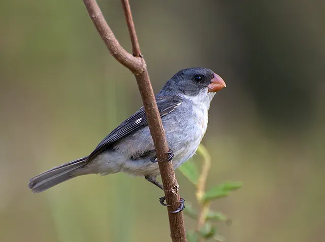 File:Chorão (Sporophila leucoptera) (17505656335).jpg