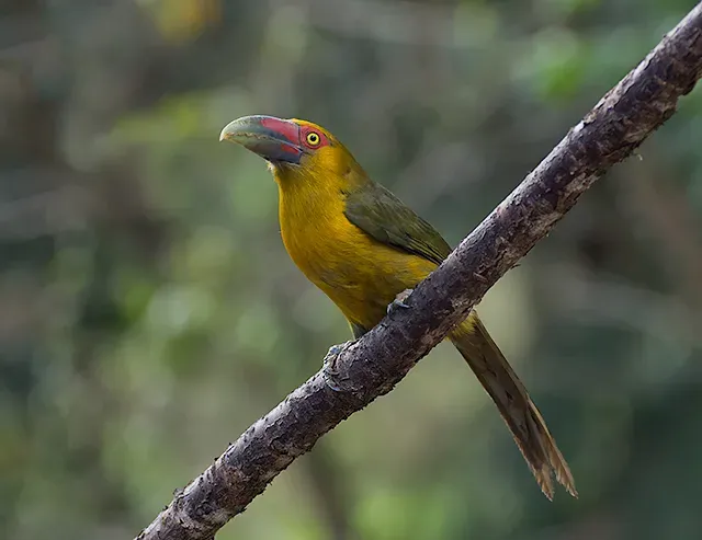 File:Araçari-banana (Pteroglossus bailloni) (18506003511).jpg