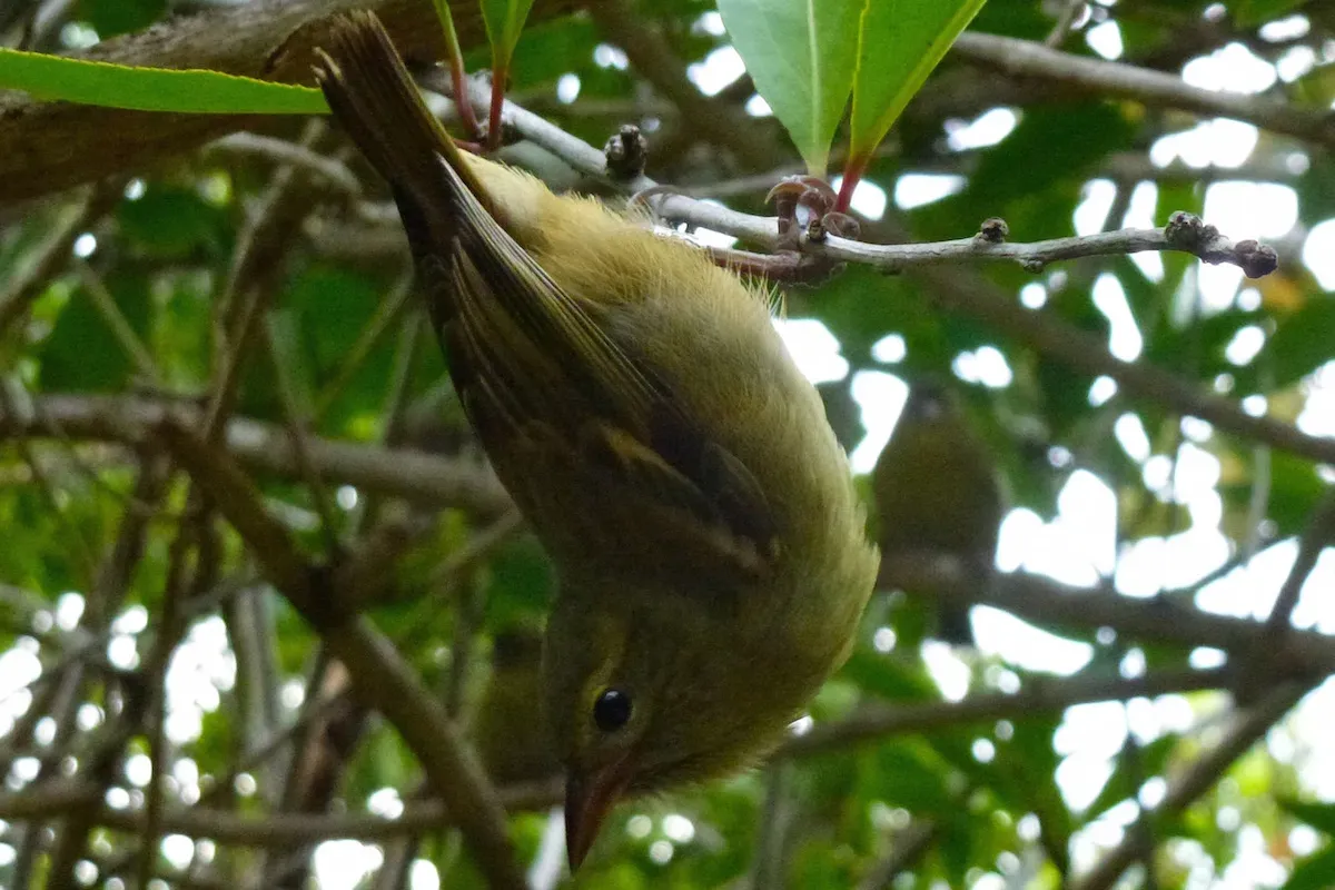 File:Foudia-rubra-female.jpg