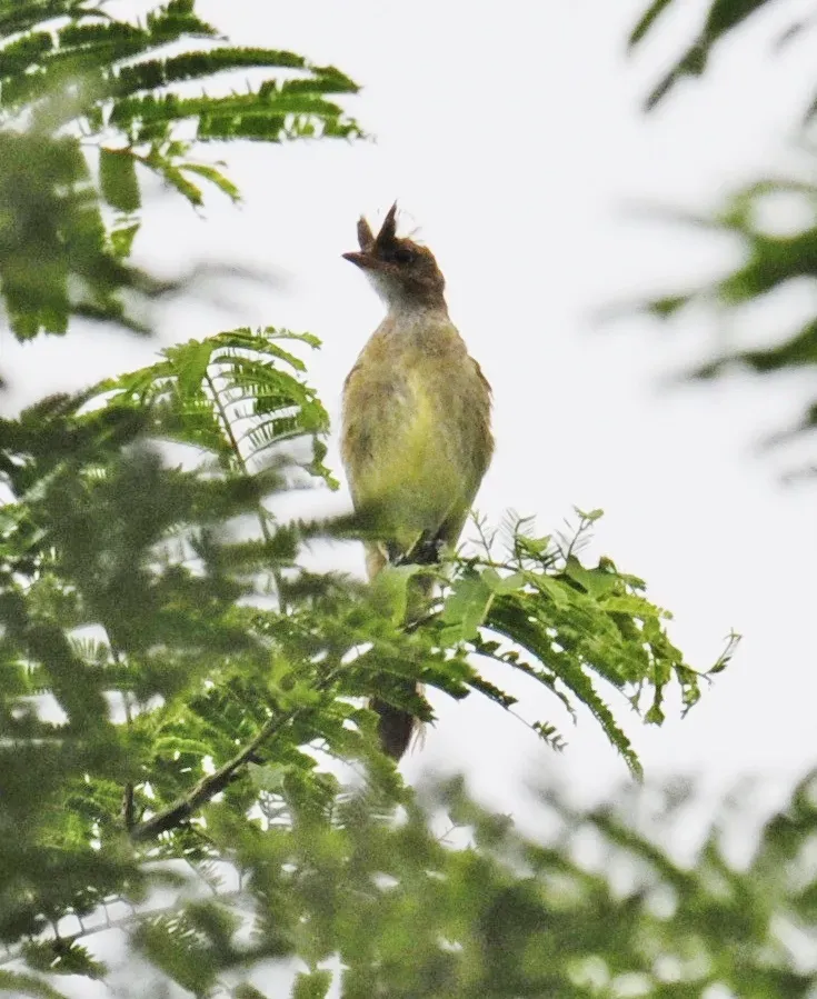 File:Elaenia gigas - Mottle-backed elaenia.jpg