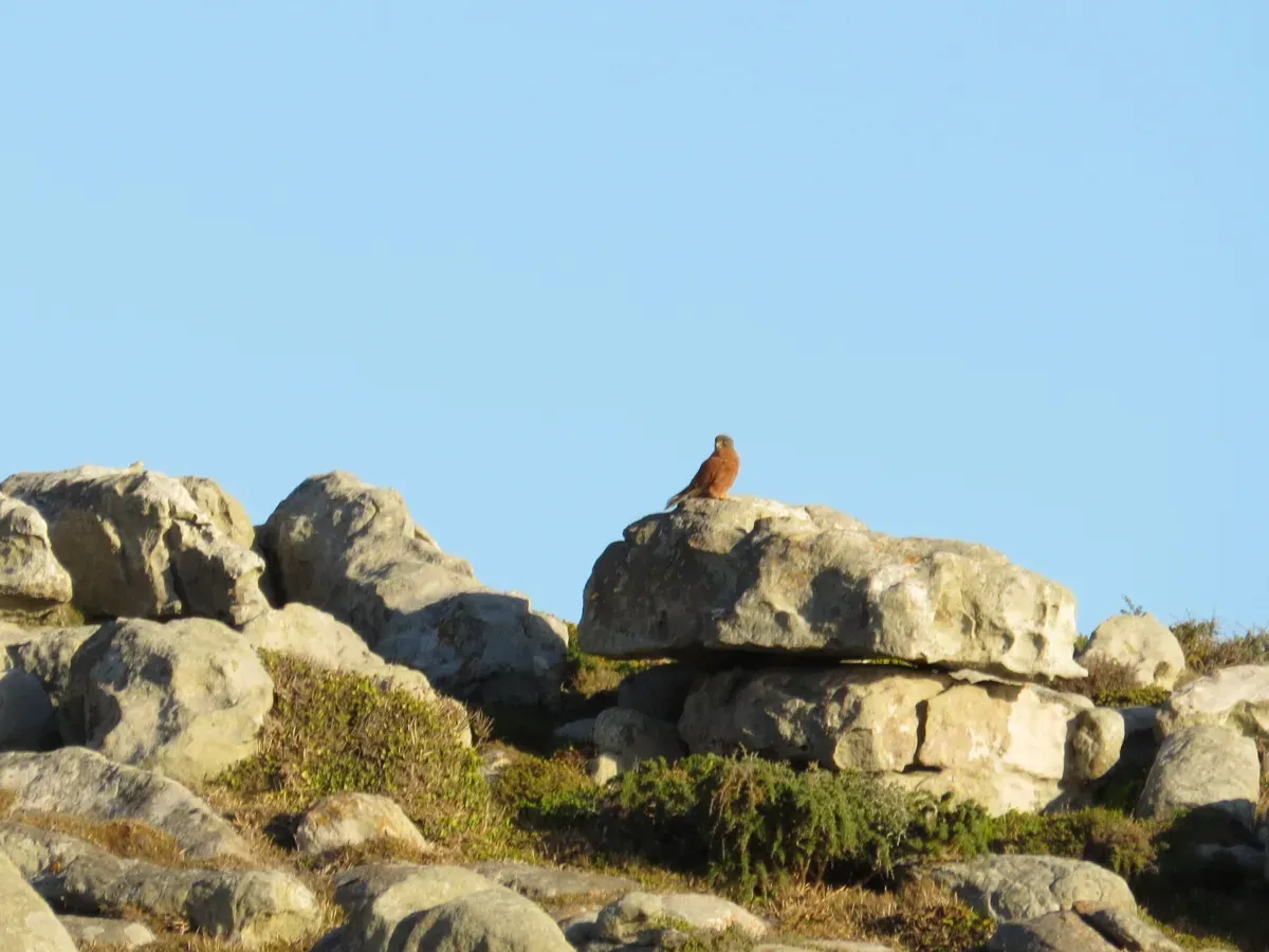 File:Falco rupicolus (17287011783).jpg