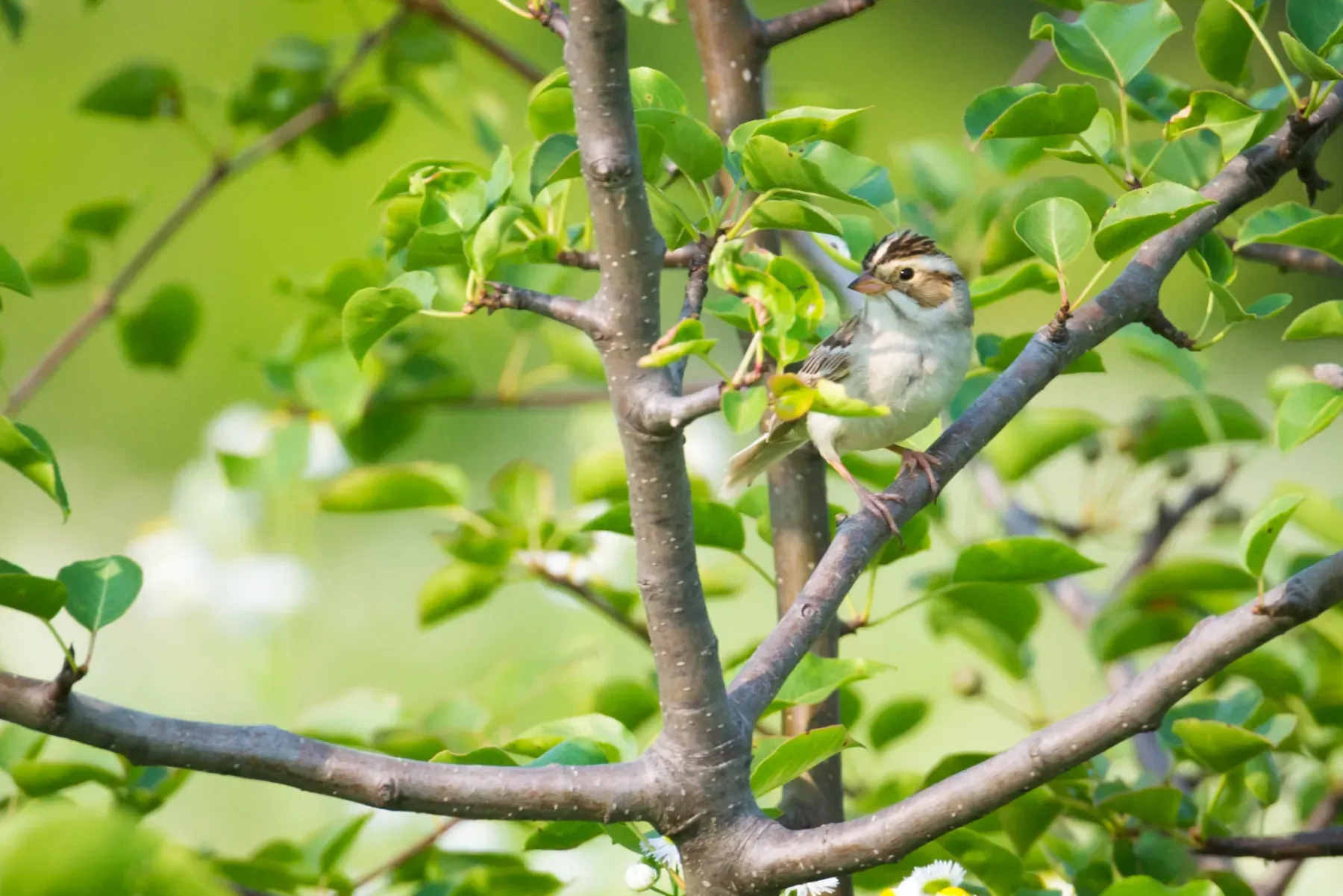 File:Clay-colored Sparrow (Spizella pallida) (19482161375).jpg