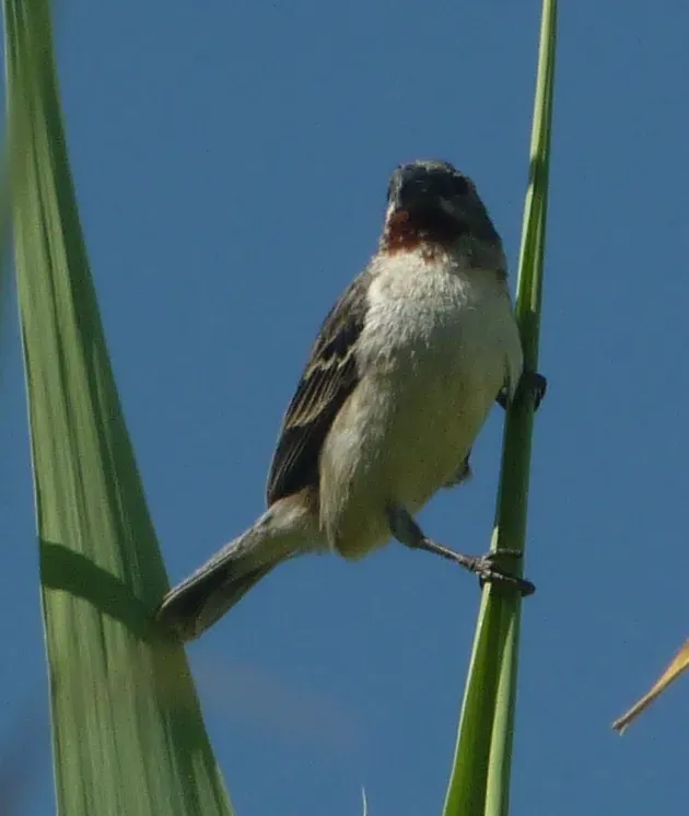 File:Sporophila telasco male.jpg