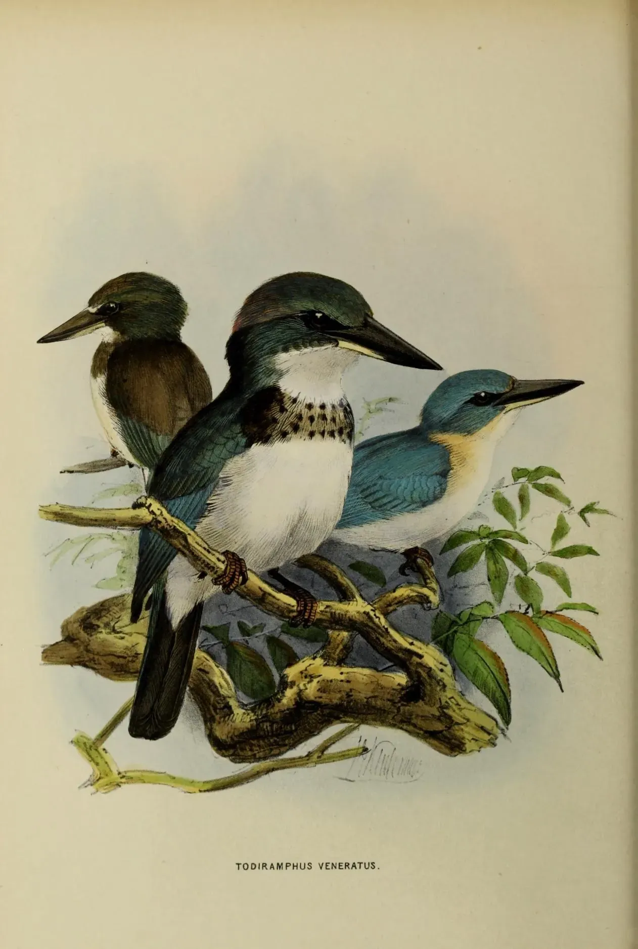 File:Todiramphus veneratus by John Gerrard Keulemans.jpg