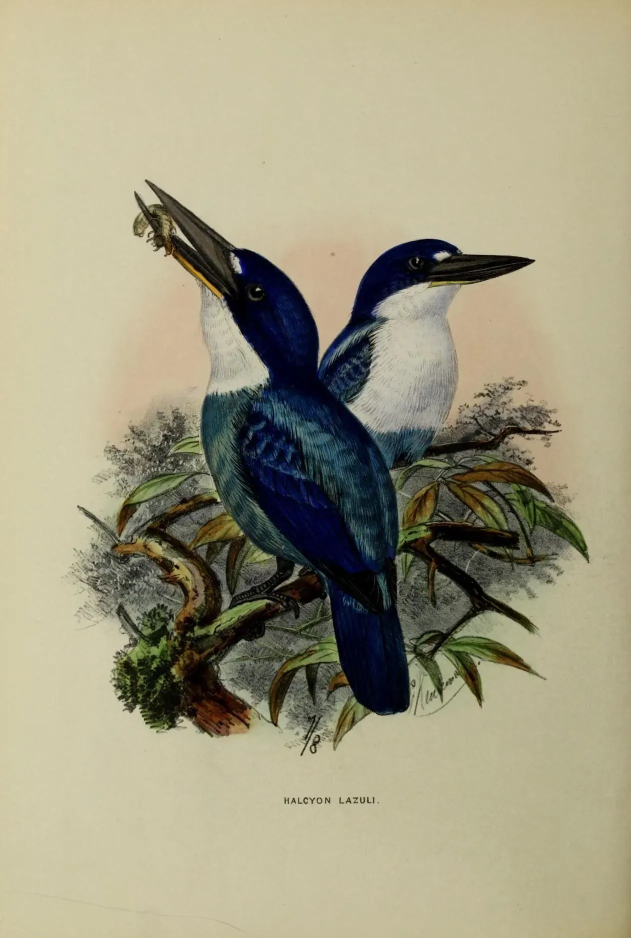 File:Todiramphus lazuli by John Gerrard Keulemans.jpg