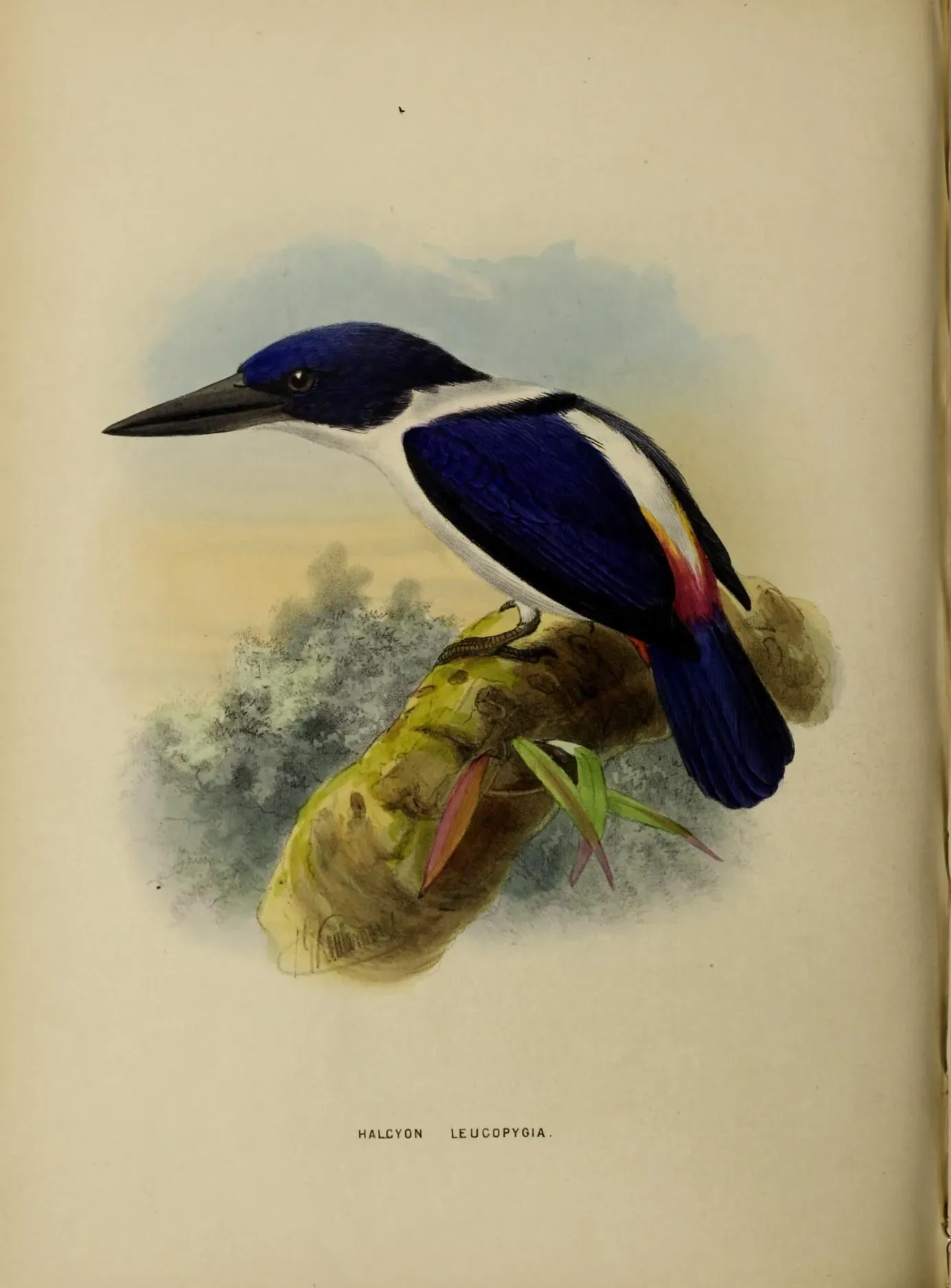 File:Todiramphus leucopygius by John Gerrard Keulemans.jpg