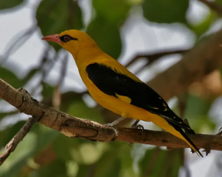 File:Indian Golden Oriole (Oriolus kundoo), male at Secunderabad W IMG 6714.jpg