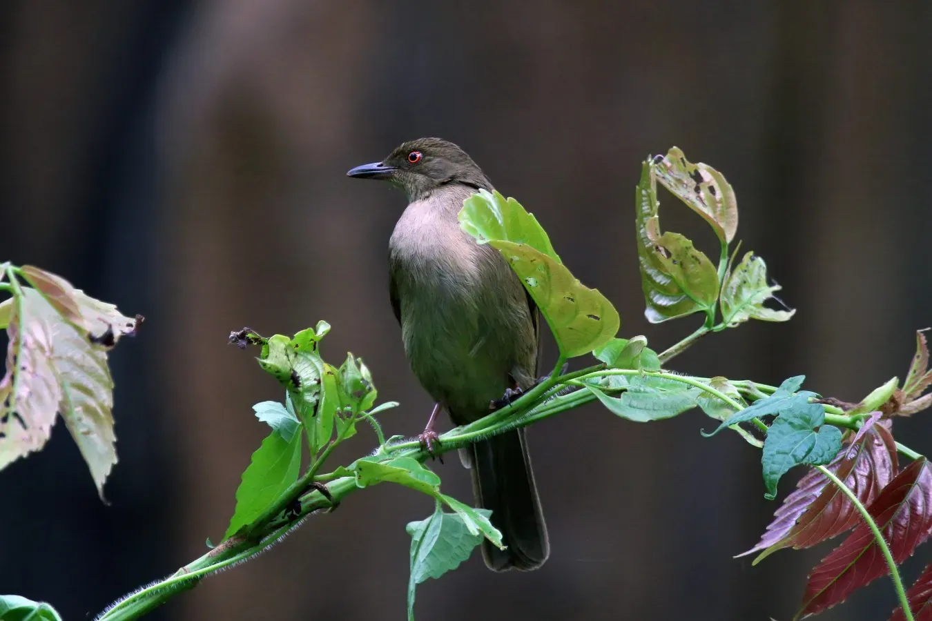 File:Asian red-eyed bulbul (Pycnonotus brunneus).jpg