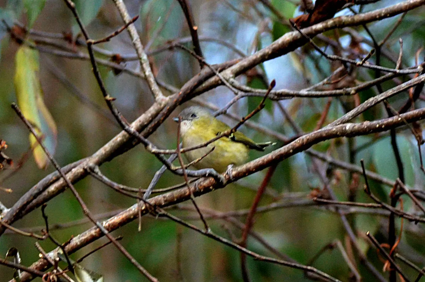 File:Pteruthius xanthochlorus - Green shrike-babbler.JPG