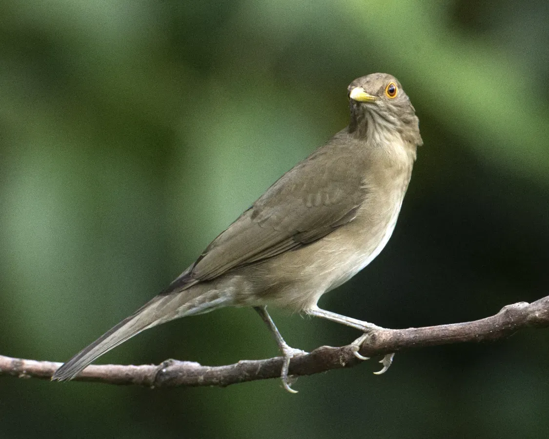 File:Ecuadorian Thrush (Turdus maculirostris) (20081987352).jpg