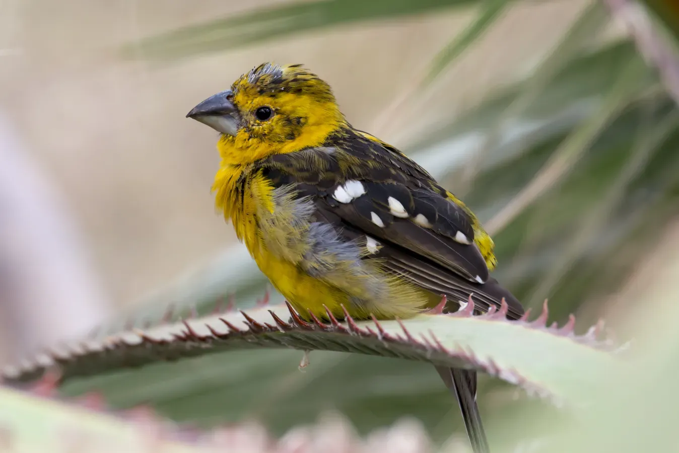 File:Pheucticus chrysopeplus (15833256306).jpg