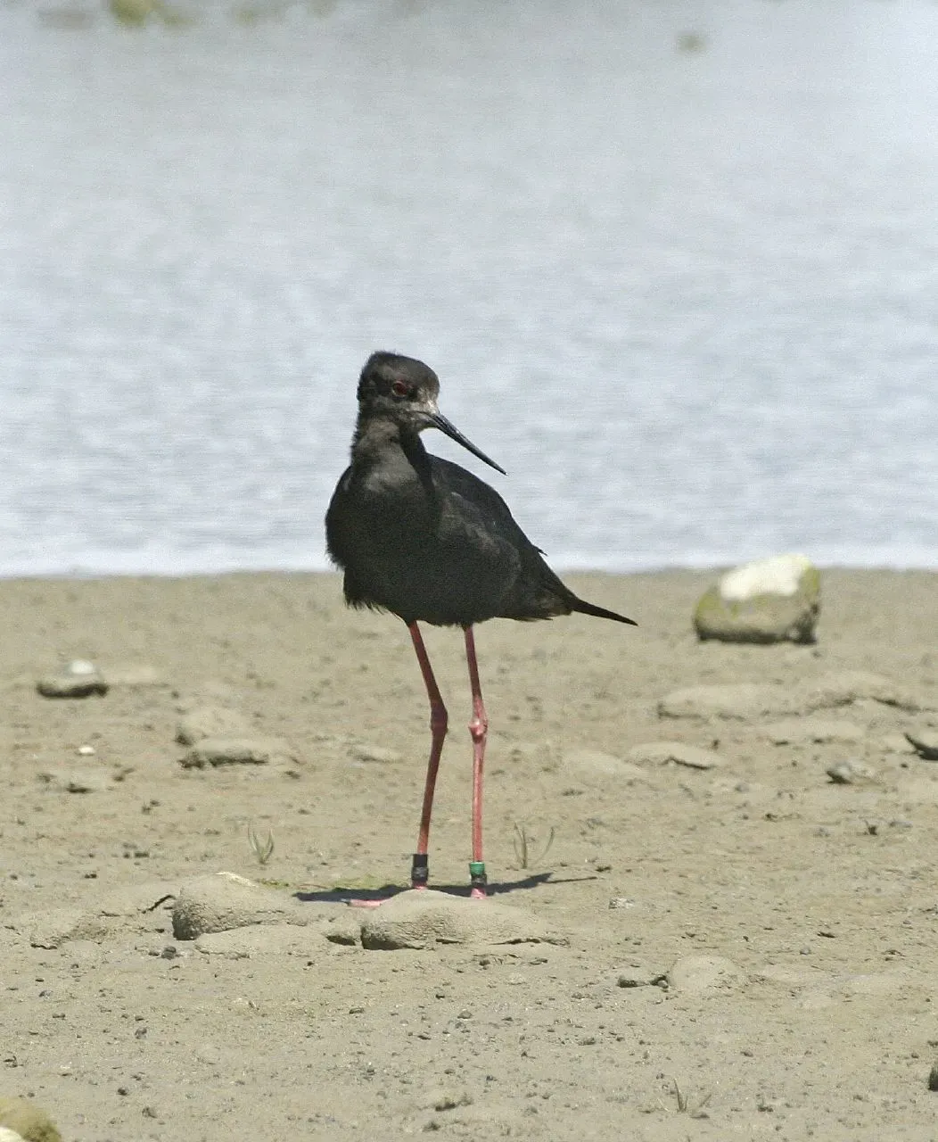 File:Himantopus-novaezelandiae.jpg