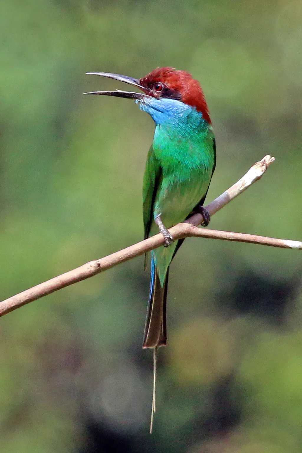 File:Blue-throated bee-eater (Merops viridis).jpg
