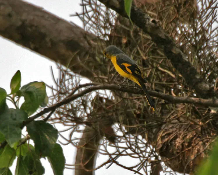 File:Scarlet Minivet (Pericrocotus speciosus) - female at Jayanti, Duars, West Bengal W Picture 389.jpg
