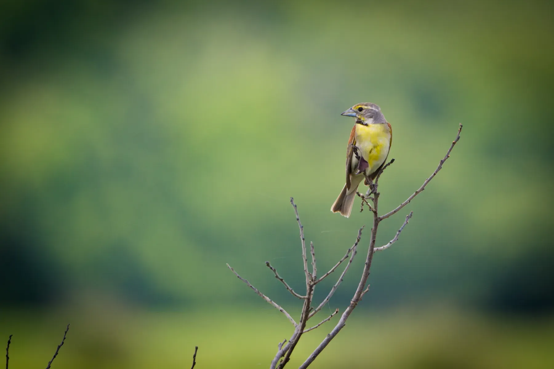 File:Dickcissel (Spiza americana) (19708539908).jpg