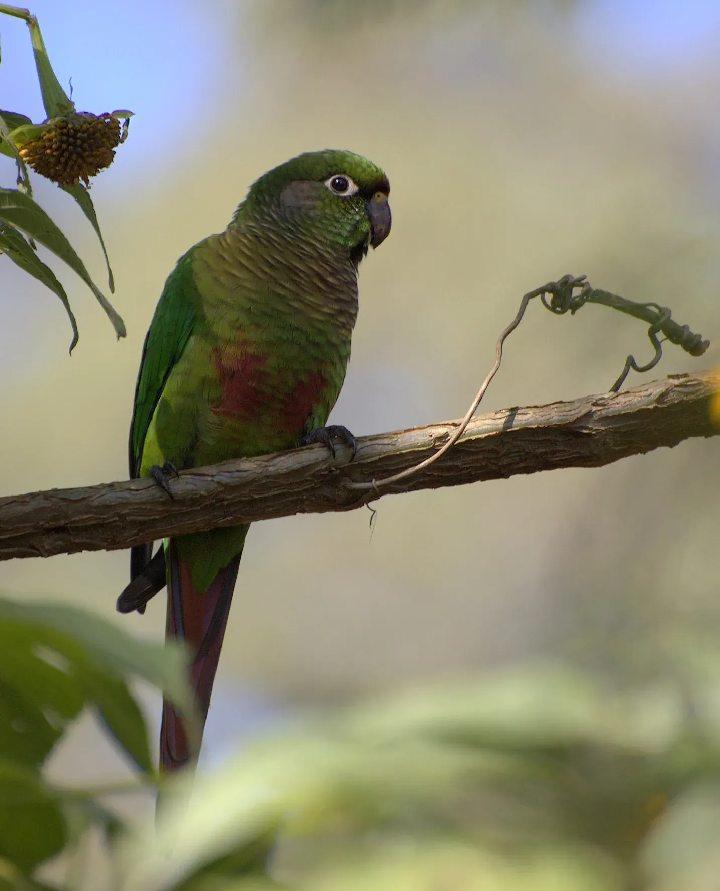 File:Maroon-bellied Conure (Pyrrhura frontalis) -Sao Paulo.jpg