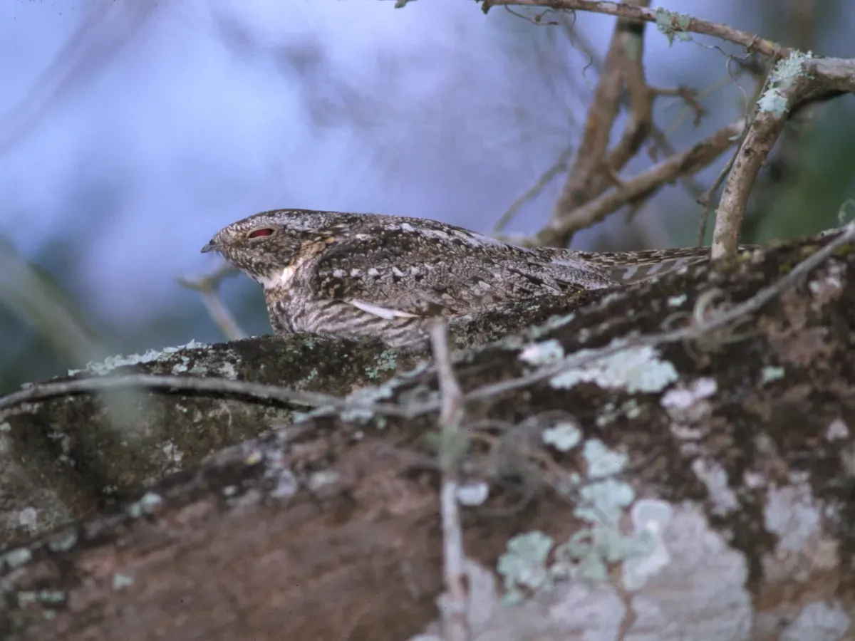 File:Chordeiles acutipennis.jpg