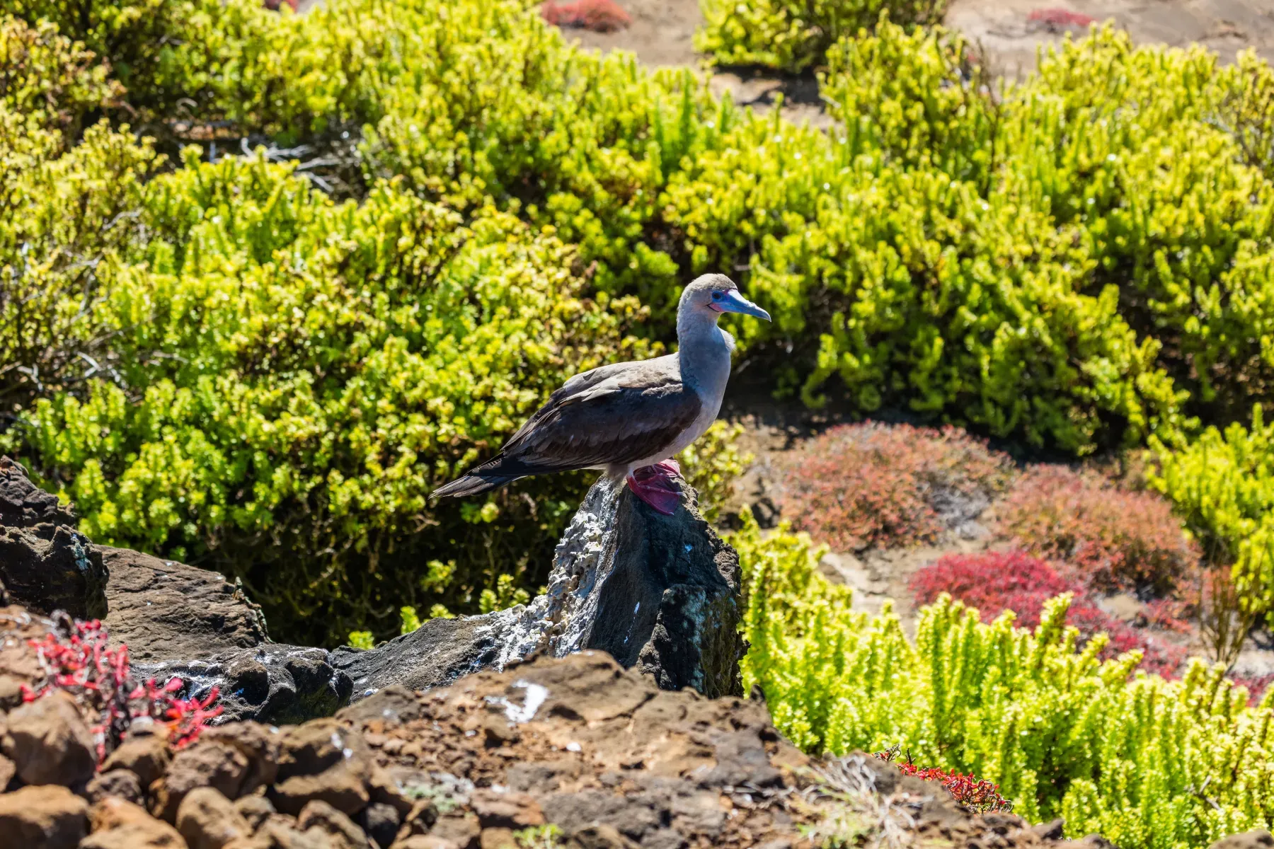 File:Piquero patirrojo (Sula sula), Punta Pitt, isla de San Cristóbal, islas Galápagos, Ecuador, 2015-07-24, DD 64.JPG