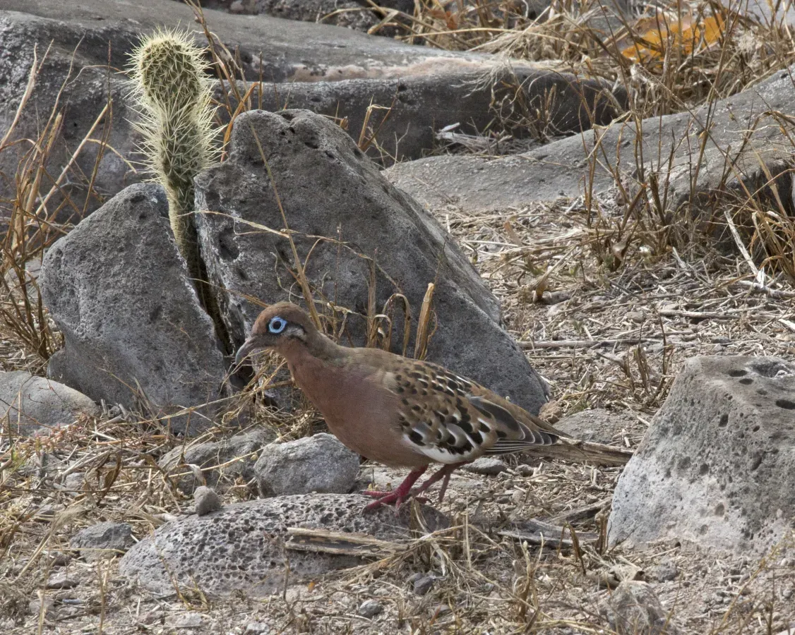 File:Galapagos Dove (Zenaida galapagoensis) (19896224454).jpg