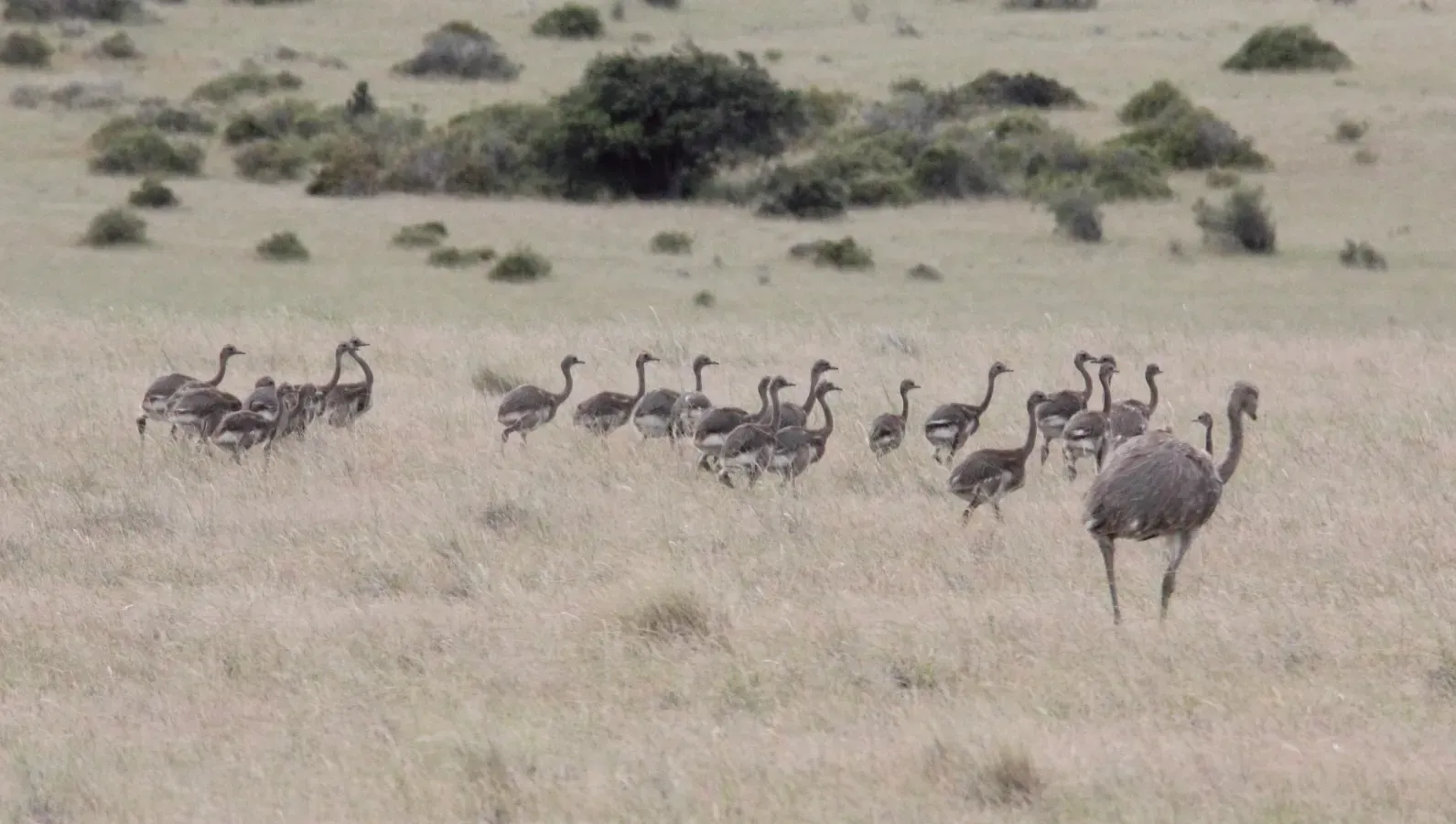 File:Lesser Rhea (Rhea pennata) (15336079223).jpg