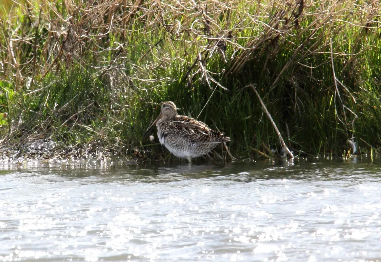 File:Magellanic Snipe (Gallinago magellanica), southern Argentina (15771658508).jpg