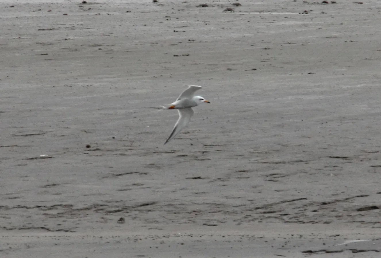 File:Snowy-crowned Tern (Sterna trudeaui) (15957211141).jpg