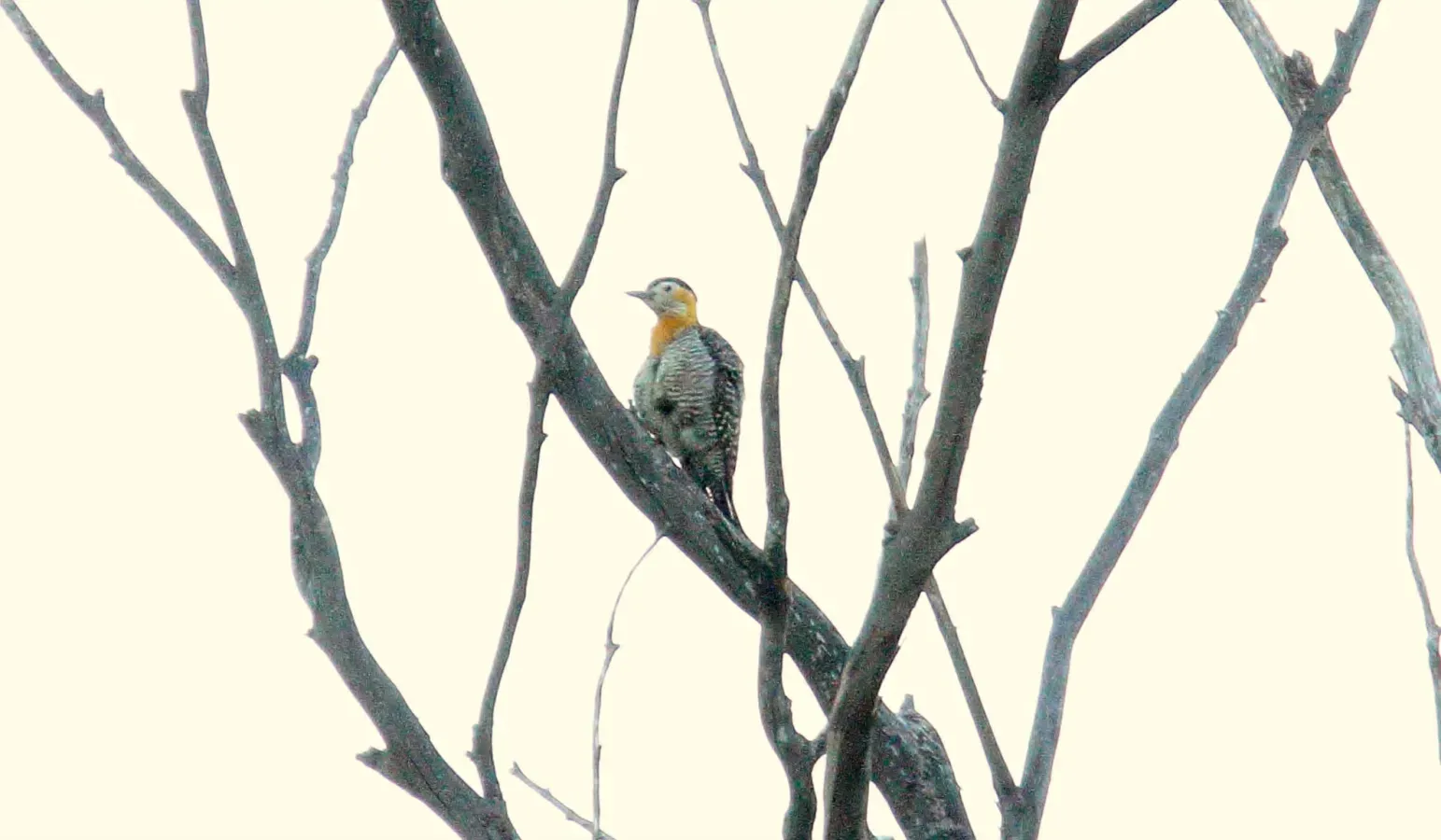 File:Campo Flicker (Colaptes campestris) (15959504942).jpg