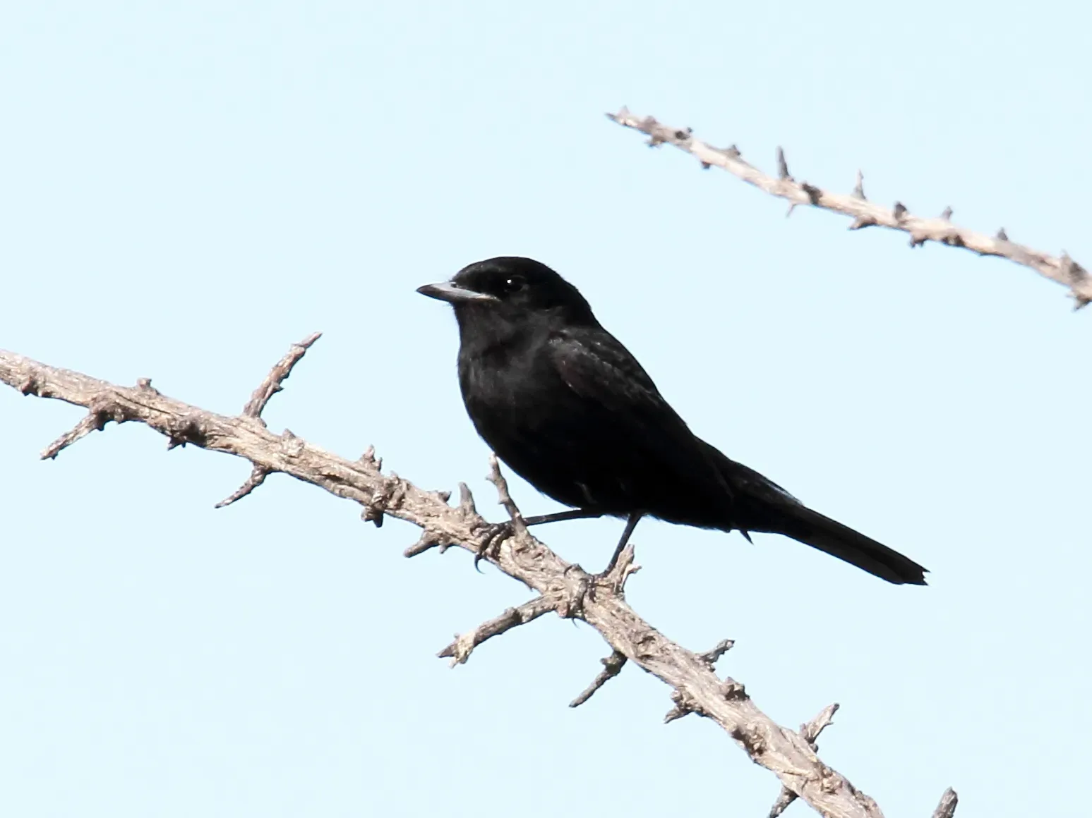 File:Hudson's Black-Tyrant (Knipolegus hudsoni) (15958650301).jpg