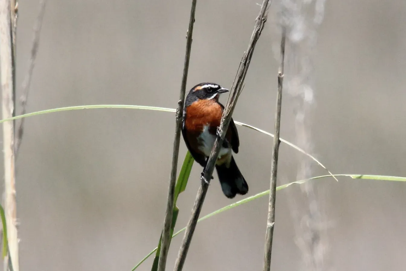 File:Black-and-Rufous Warbling-Finch (Poospiza nigrorufa) (15341848473).jpg