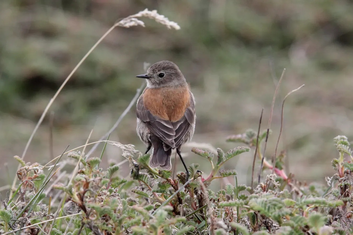 File:Austral Negrito (Lessonia rufa) (15338386794).jpg