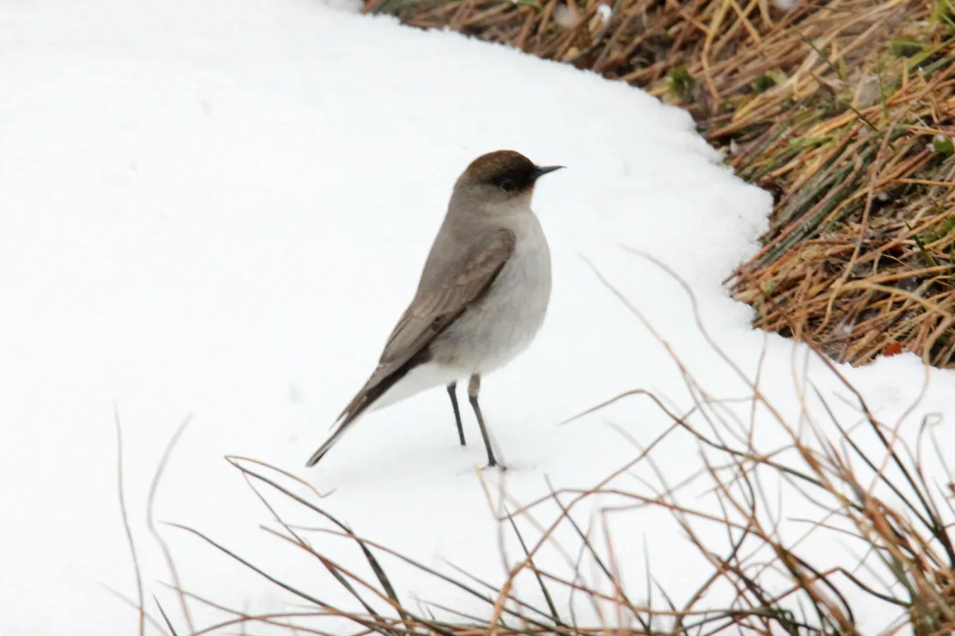 File:Dark-faced Ground Tyrant (Muscisaxicola maclovianus), southern Argentina (15338375834).jpg