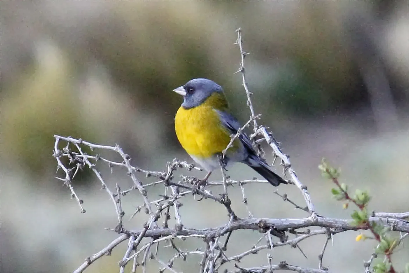 File:Gray-hooded Sierra-Finch (Phrygilus gayi) (15961513085).jpg