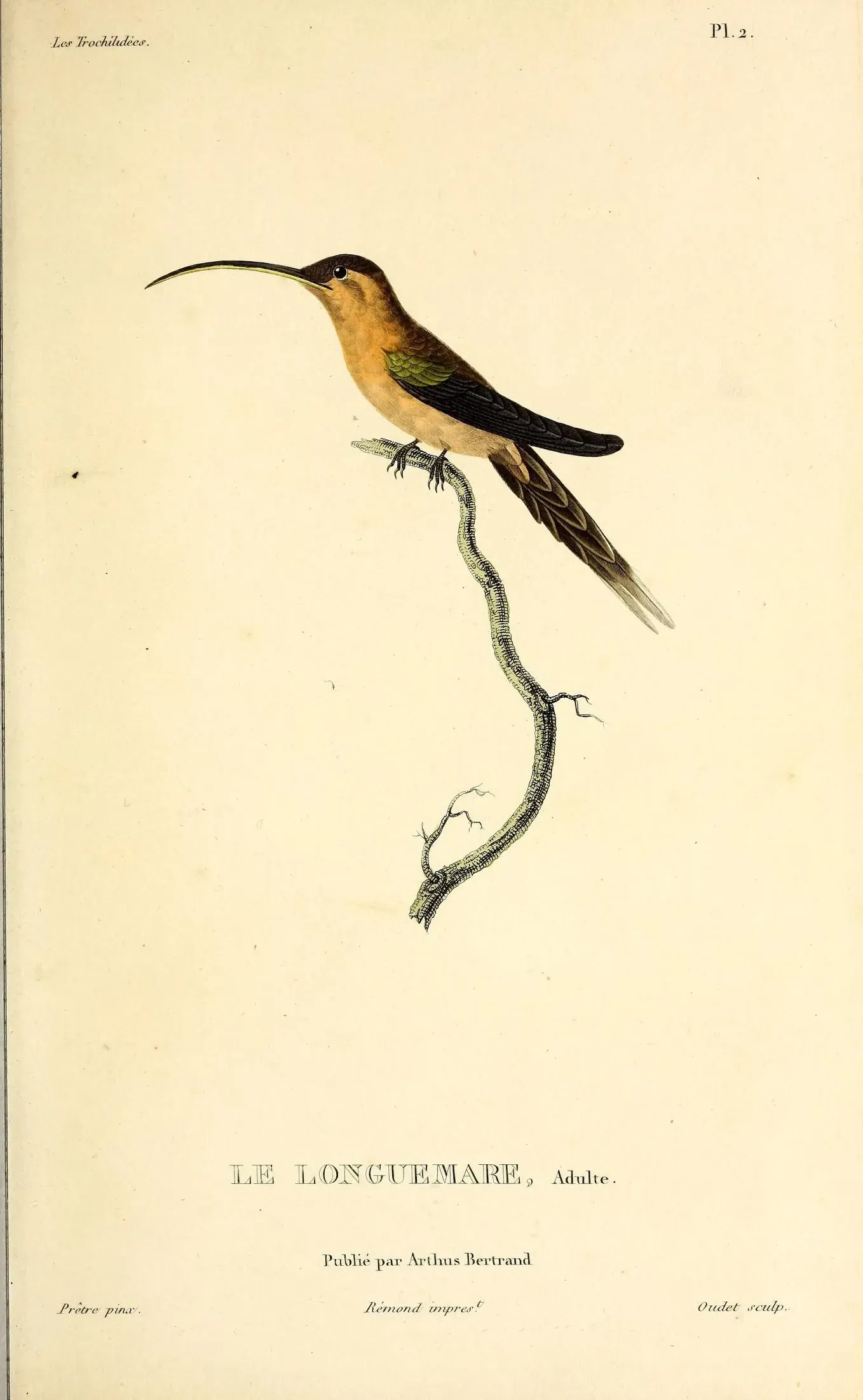File:Little hermit (Phaethornis longuemareus) - BioDivLibrary.jpg