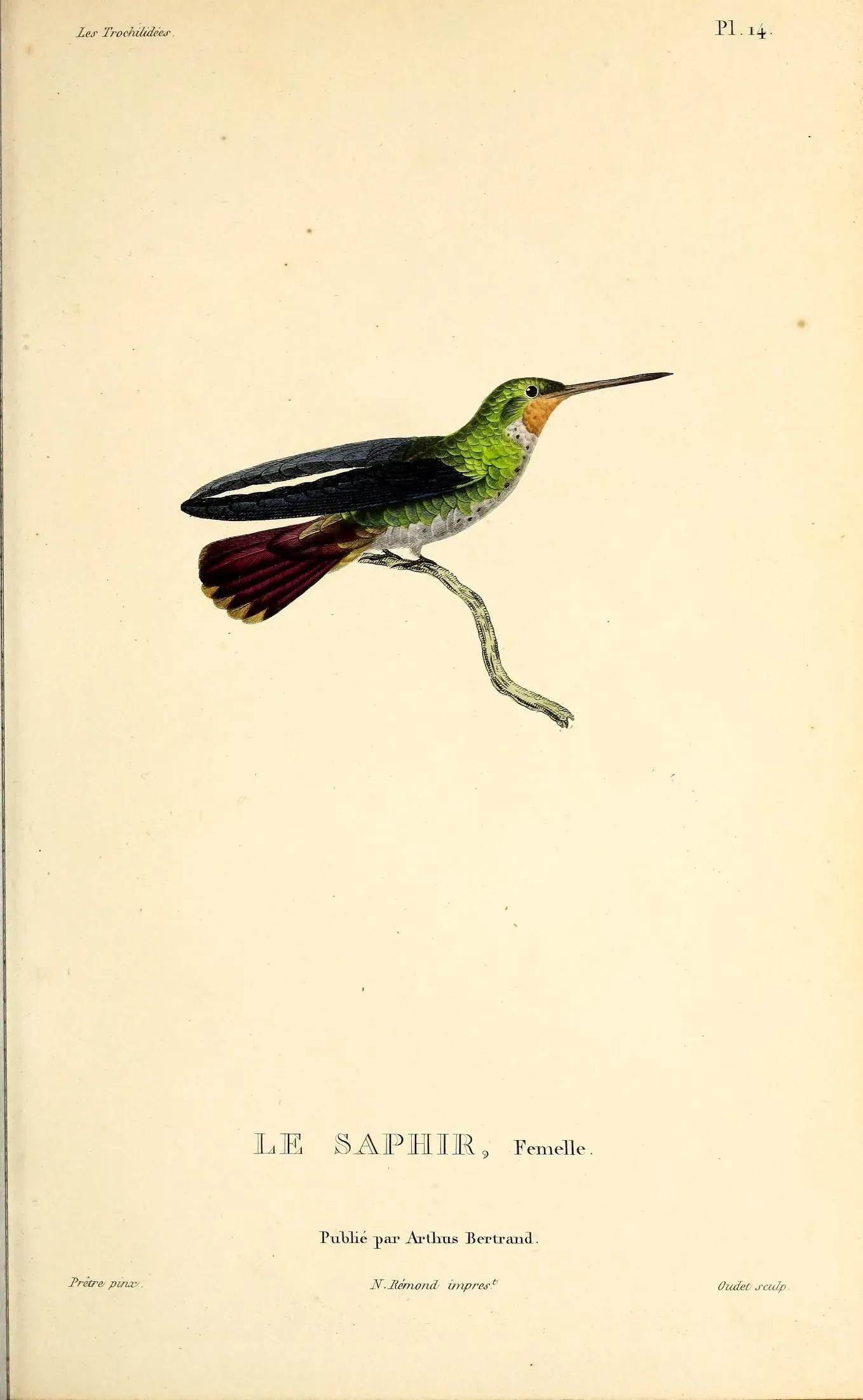 File:Rufous-throated sapphire (Hylocharis sapphirina) - BioDivLibrary.jpg