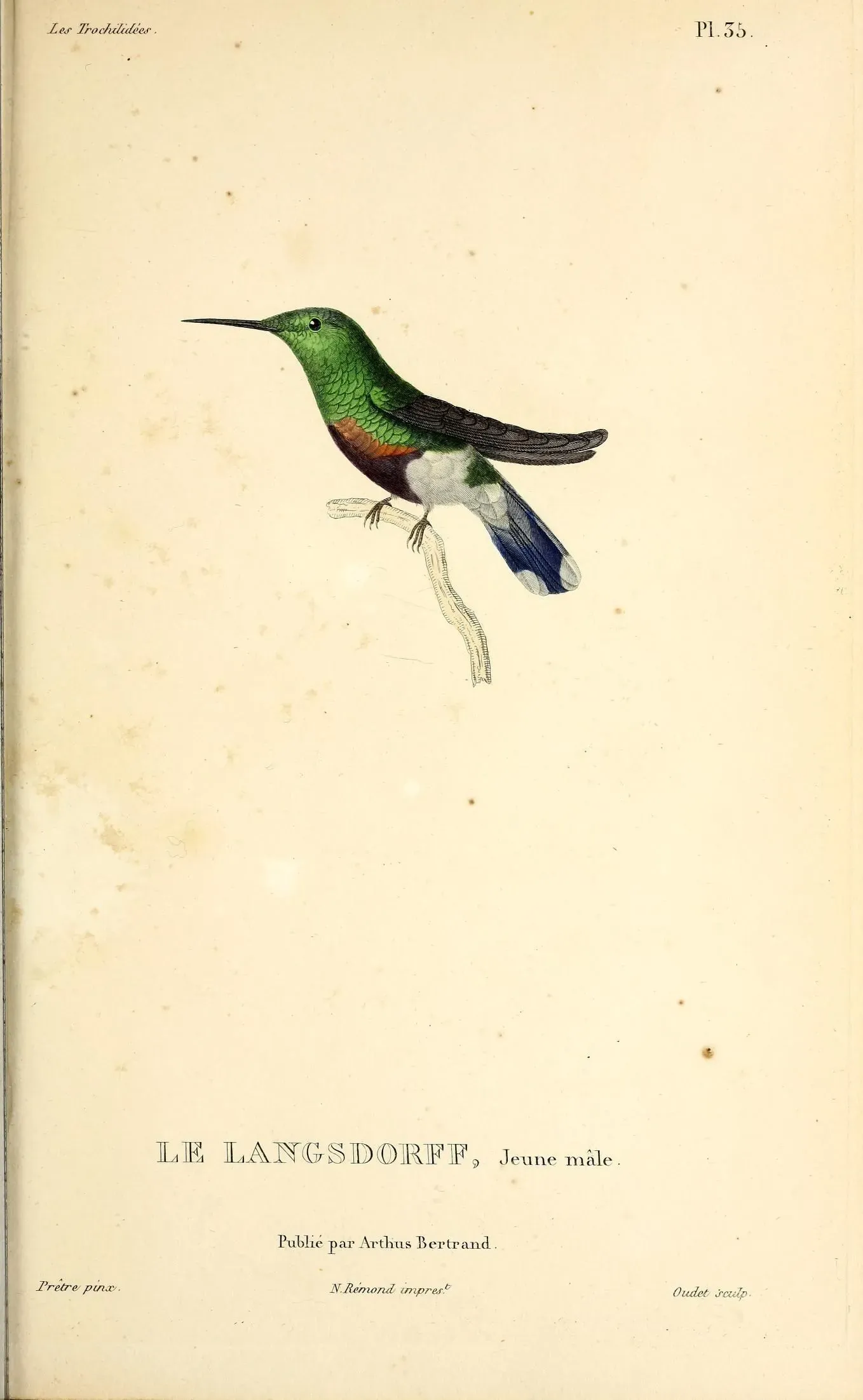File:Black-bellied thorntail (Discosura langsdorffi) - BioDivLibrary.jpg