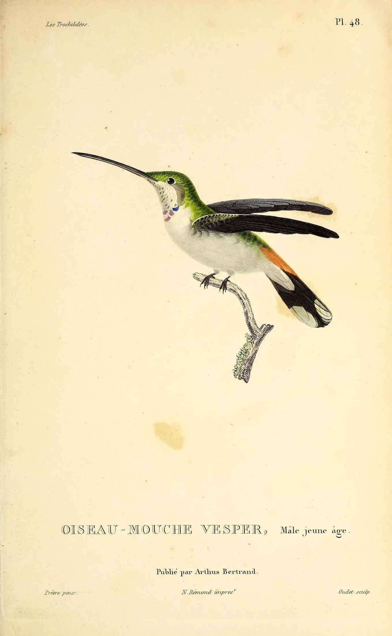 File:Oasis hummingbird (Rhodopis vesper) - BioDivLibrary.jpg