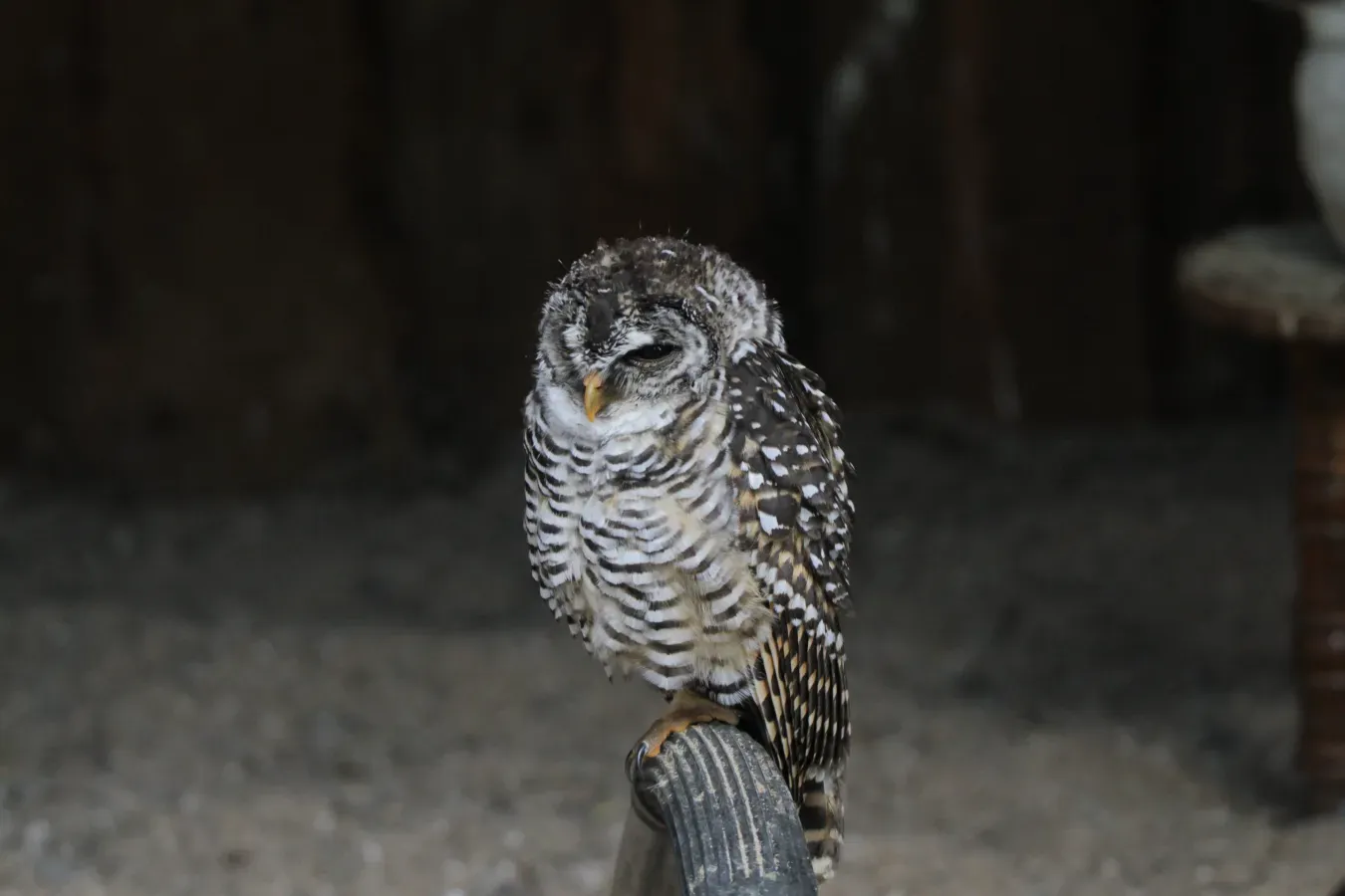 File:Chaco-Kauz (Strix chacoensis) (20234749983).jpg