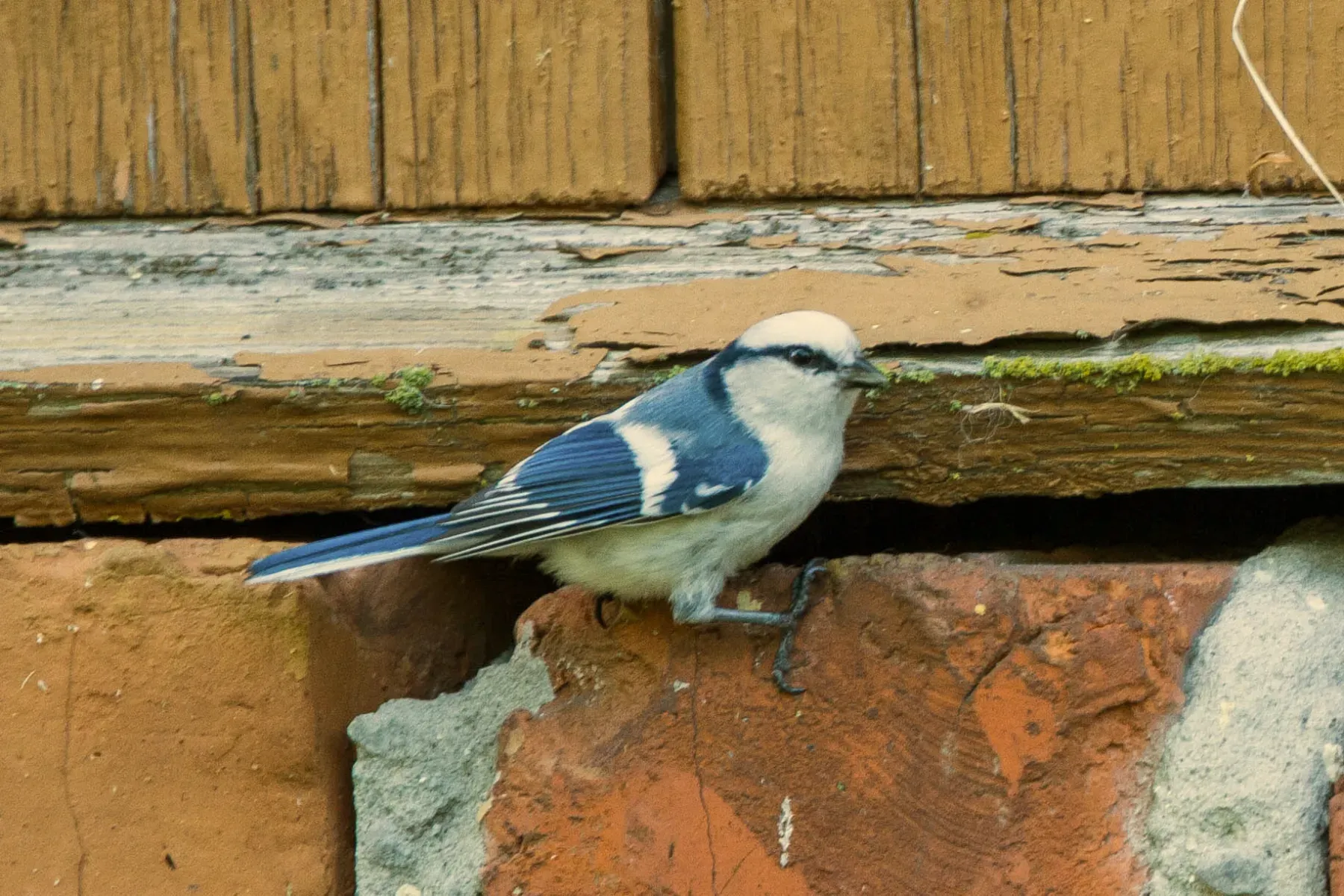 File:Azure Tit (Cyanistes cyanus) (14180441978).jpg
