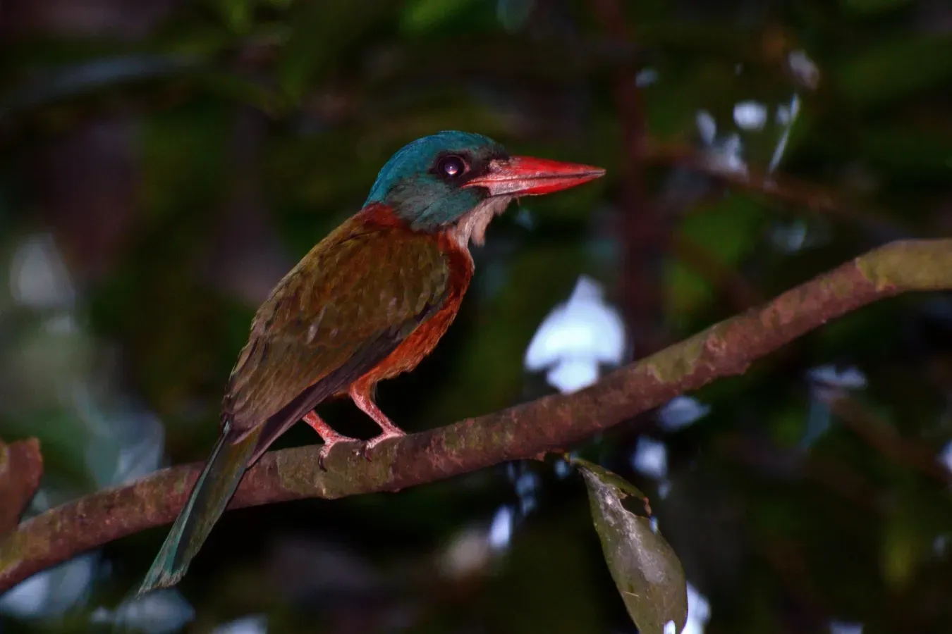 File:Actenoides monachus - Tangkoko.JPG