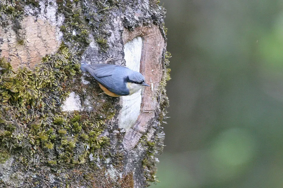 File:White-tailed Nuthatch (Sitta himalayensis) (8077027756).jpg