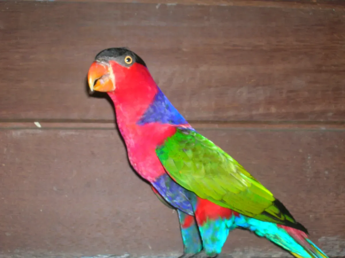 File:Black-capped Lory (Lorius lory)4.jpg