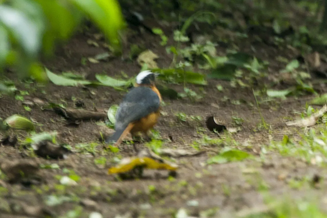 File:Cossypha niveicapilla, Kakamega, Kenya.jpg