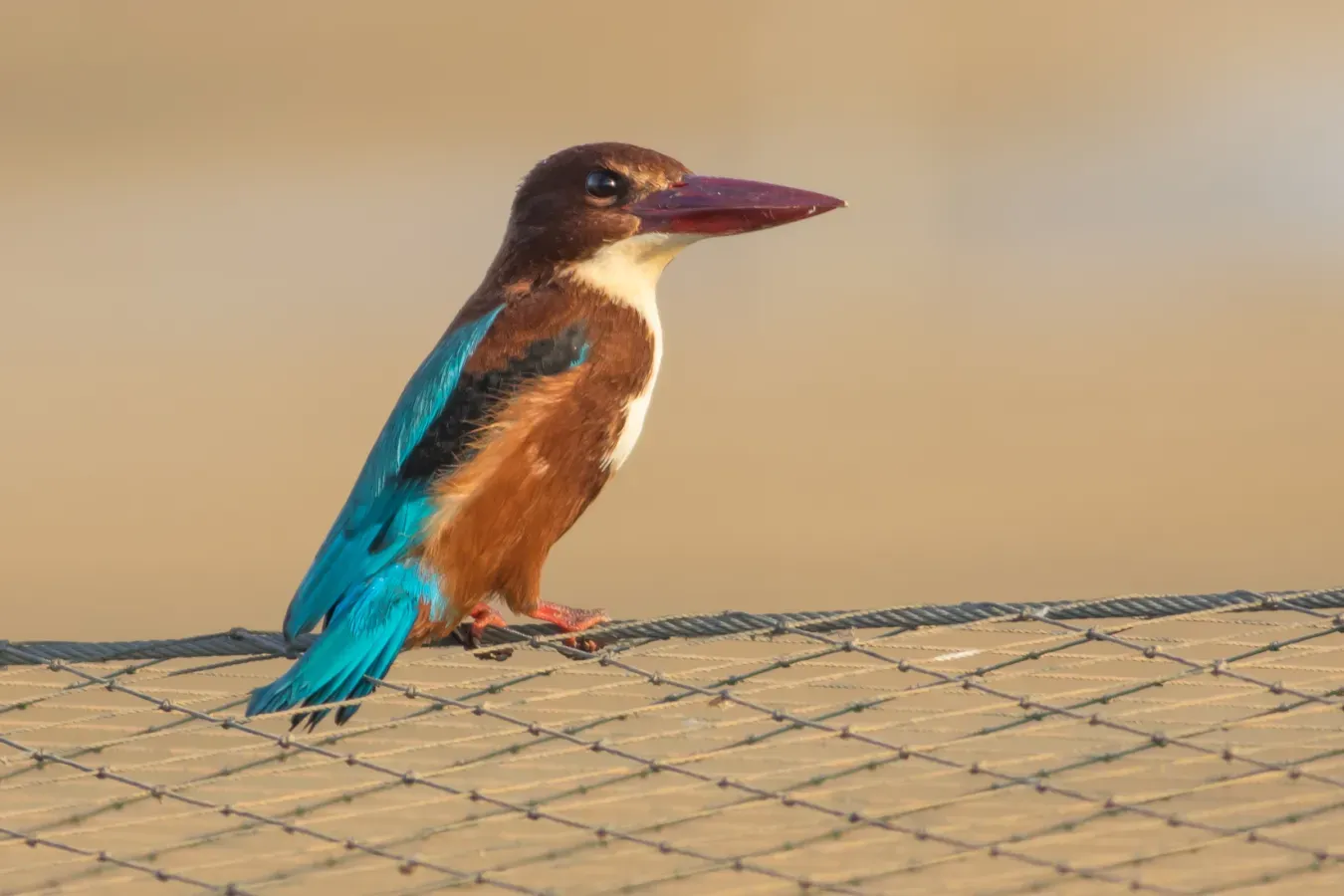 File:Halcyon smyrnensis, Israel.jpg