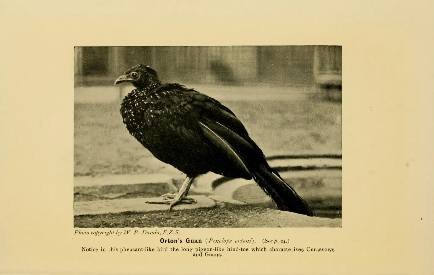 File:Orton's Guan (Penelope ortoni).jpg