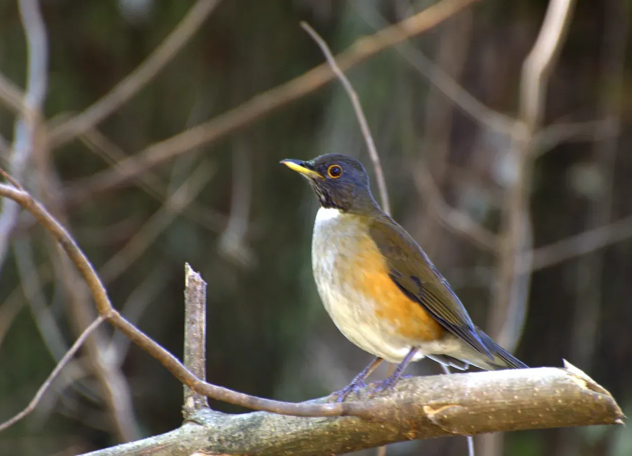 File:Turdus albicollis.jpg