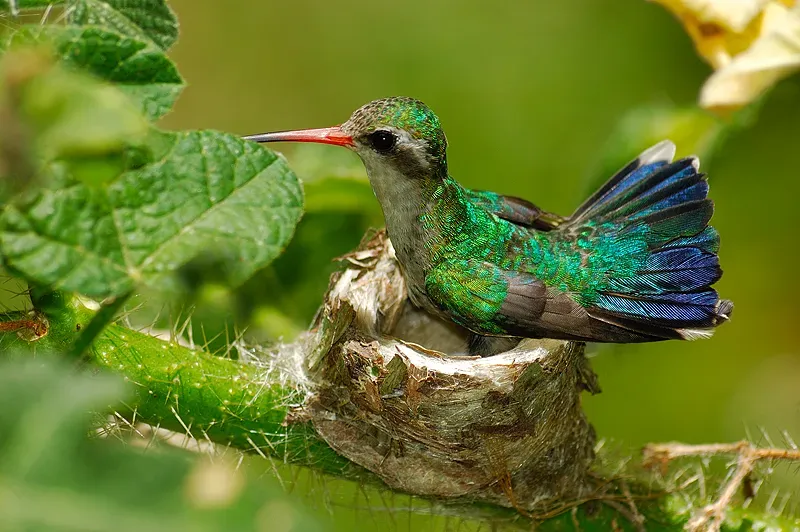 File:Chlorostilbon lucidus.jpg
